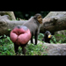 Monkey Butt Michelle